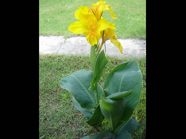 மணிவாழை