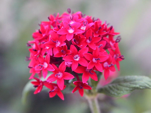 பென்டாஸ் செடி