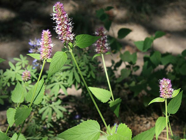 ஹார்ஸ்மிண்ட் (Horsemint)