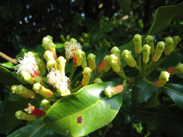 கிராம்பு