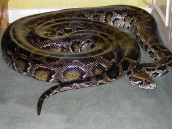 இந்தியன் பைதான் (Indian Python)