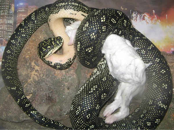 டைமண்ட் பைதான் (Diamond Python)