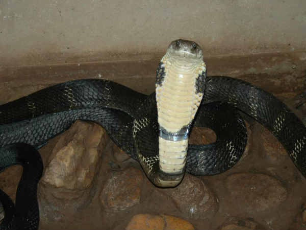 கரு நாகம் (King Cobra)