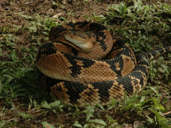 புஷ்மாஸ்ட்டர் (Bushmaster)