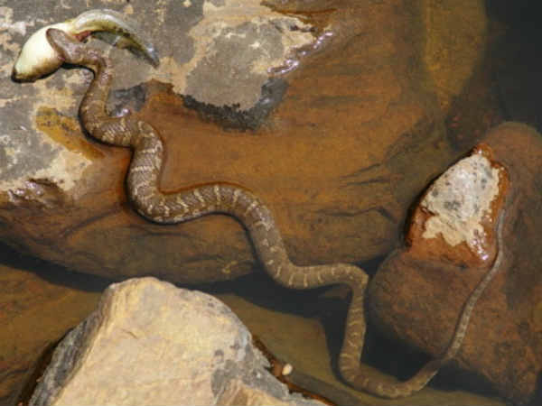 ஜயண்ட் பிரவுன் பாம்பு (Giant Brown Snake)