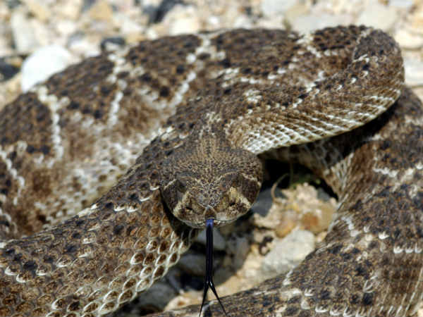 டயமண்ட்பேக் சாரைப்பாம்பு (Diamondback Rattlesnake)