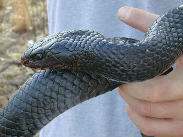 கருநீல பாம்பு (Indigo Snake)