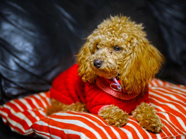 பூடில் (Poodle)