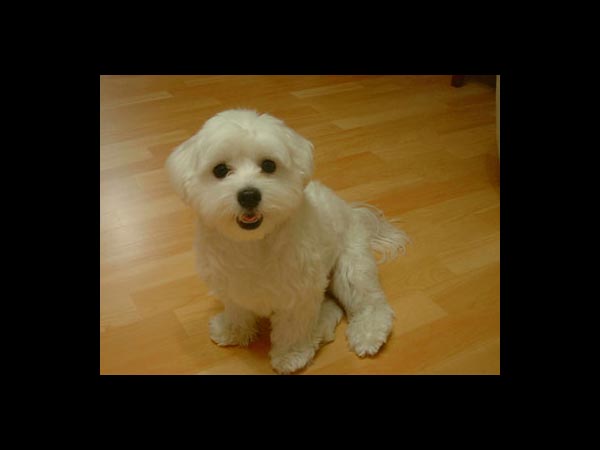 மால்தீஸ் (Maltese)