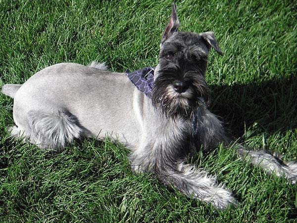 ஸ்க்னாசர் (Schnauzer)