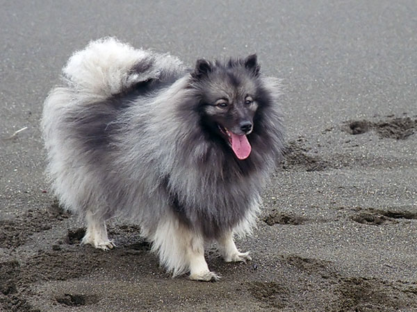 பொமரேனியன் (Pomeranian)