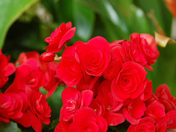 பெகோனியாஸ் (Begonias)