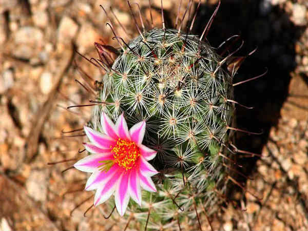 காக்டை(Cacti)