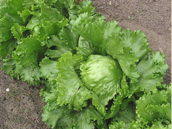 லெட்யூஸ் (Lettuce)