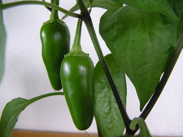 ஜலப்பினோ மிளகுகள் (Jalapeno Peppers)