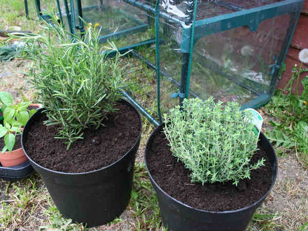 ரோஸ்மேரி (Rosemary)