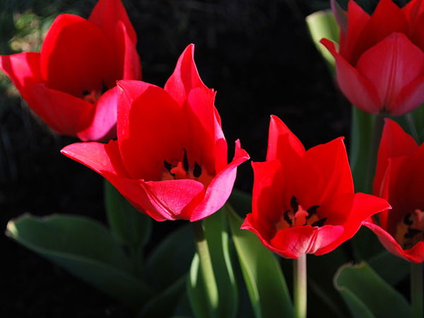 துலிப் (Tulips)