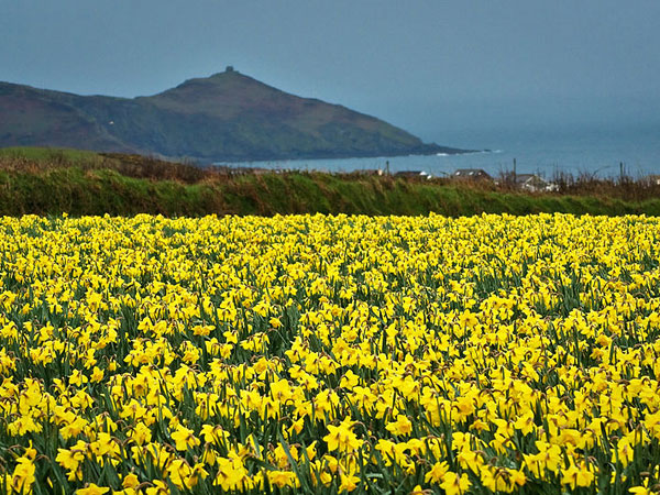 டஃப்போடில் (Daffodil)