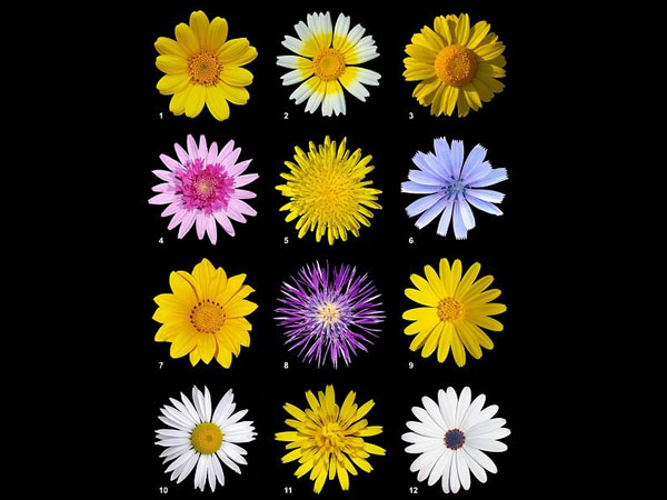 டெய்ஸி (Daisies)
