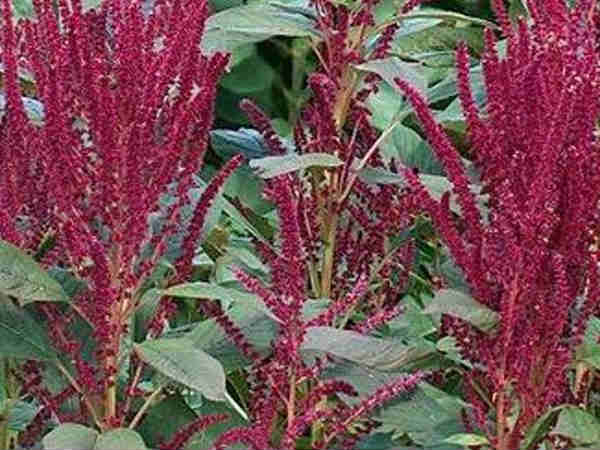 முளைக்கீரை சாறு (Amaranth Juice) முளைக்கீரை சாறு (Amaranth Juice)