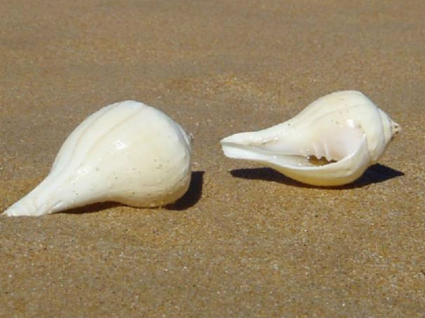 சிப்பி மற்றும் சங்கு சேர்த்தல்