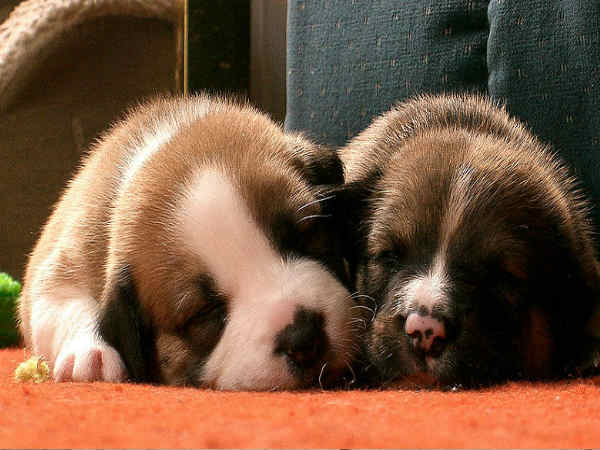 குட்டித்தூக்கம் போடுவது