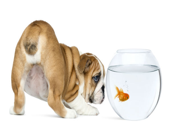 மீன் சாப்பிடுவது