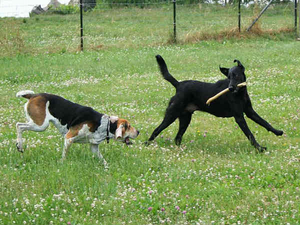 விளையாடுவது