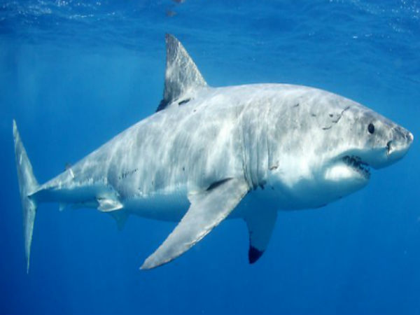 மன்னனின் தனிச்சிறப்புரிமை 1324- கிரேட் பிரிட்டன்