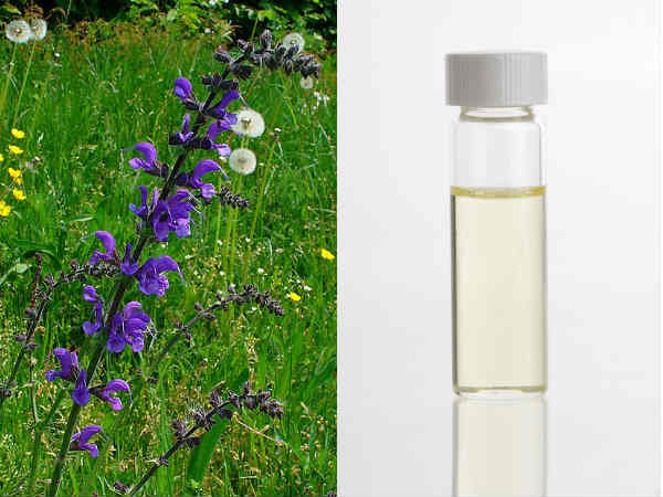 க்ளாரி சேஜ் எண்ணெய் (Clary Sage Oil)