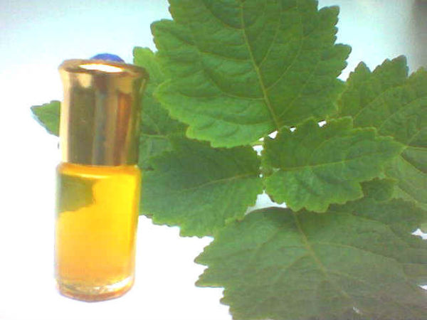 பட்சௌலி எண்ணெய் (Patchouli Oil)
