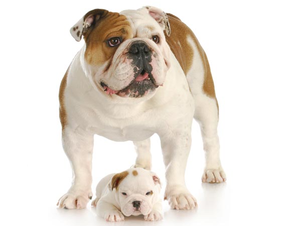 ஆங்கில புல்டாக் (English Bulldog)