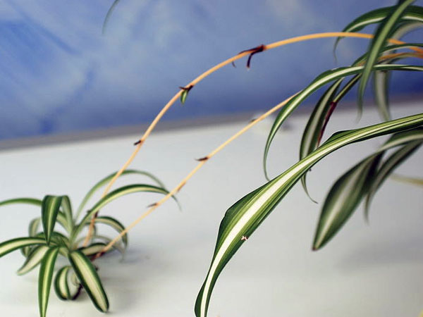 ஸ்பைடர் பிளாண்ட் (Spider Plant) 