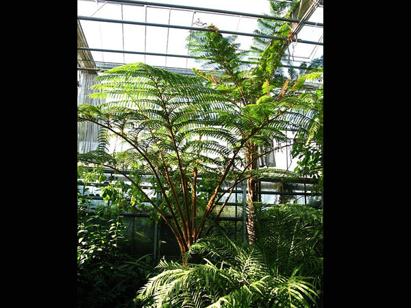 ஃபேர்ன்ஸ் (Ferns)