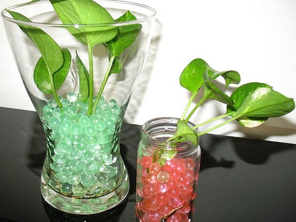 கோல்டன் போதோஸ் (Golden Pothos)