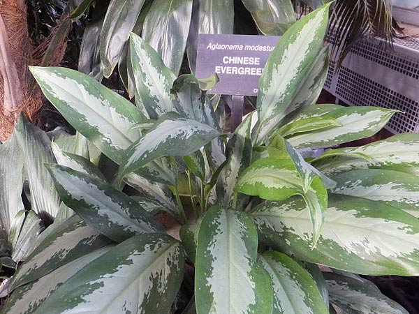 சைனீஸ் எவர்க்ரீன் (Chinese Evergreen)