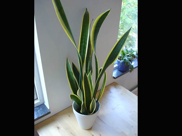 ஸ்நேக் பிளாண்ட் (Snake Plant)