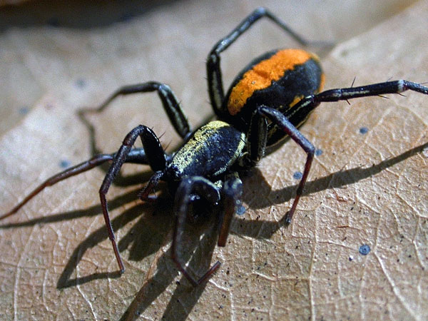 சிலந்தி