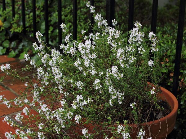 தைம் (Thyme)