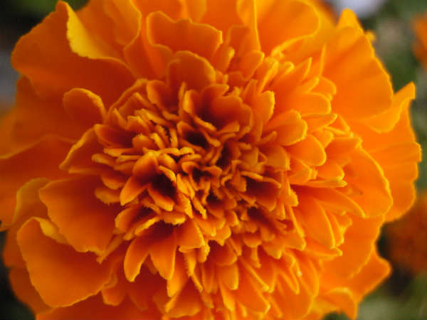 சீமை சாமந்தி டீ சீமை சாமந்தி டீ