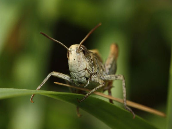 வெட்டுக்கிளி