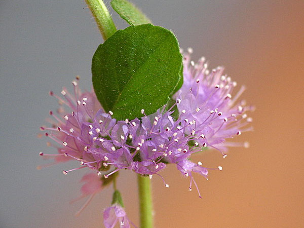 மூலிகைகள் மூலம் கருக்கலைப்பு