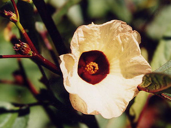 செப்டரிஃபா செம்பருத்தி (Hibiscus sabdariffa)