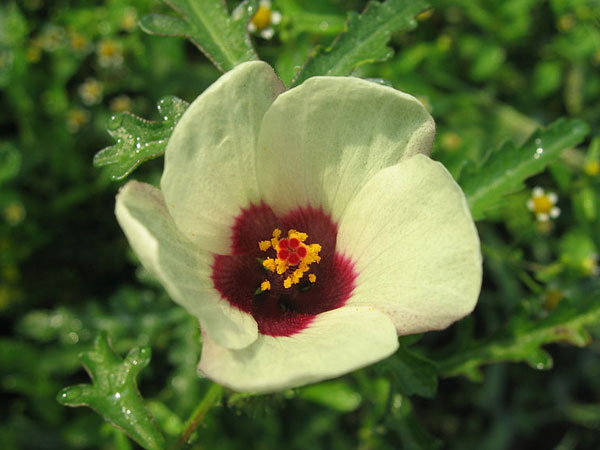 செம்பருத்தி ட்ரியோனம் (Hibiscus trionum)
