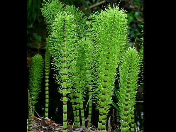 ஹார்ஸ்டெய்ல் (Horsetail)