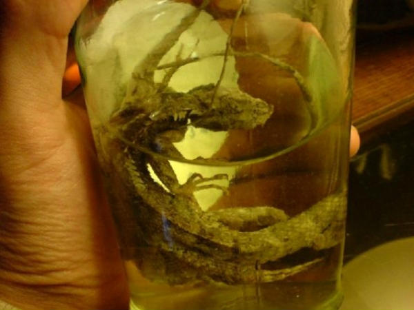 பல்லி ஆல்கஹால் (Three Lizard Liquor)