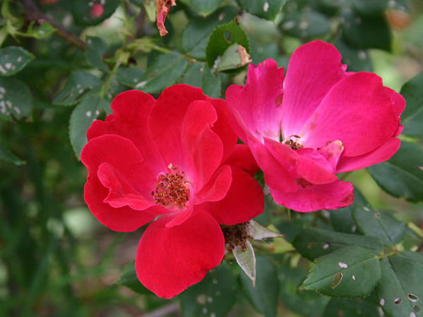 ரோஜாவில் ஒரு வகை (Rose Knock out)