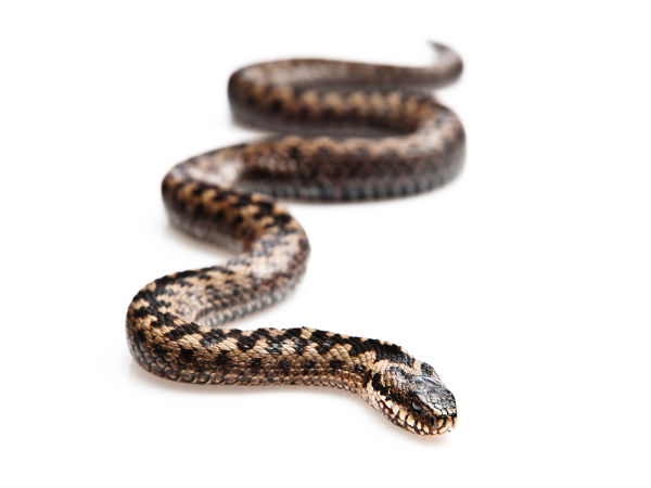 விரியன் பாம்பு (Viper) 