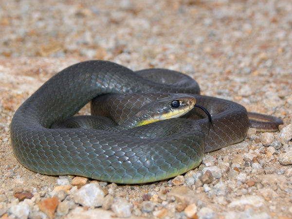 கருப்பு மம்பா (Black Mamba) 