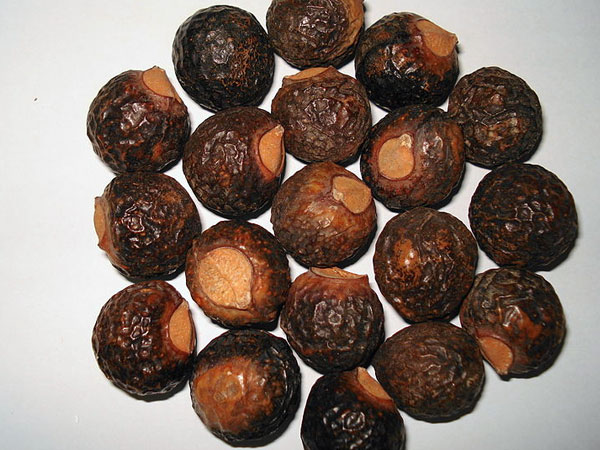 பூந்திக்கொட்டை